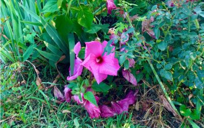 MADEFORKNOXVILLE.COM