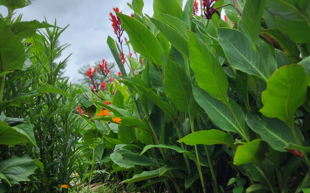 Knoxville Chamber News