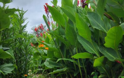 Knoxville Chamber News